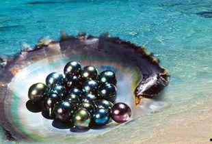 黑珍珠在线观看,探寻深海珍宝的神秘之旅 第2张 黑珍珠在线观看,探寻深海珍宝的神秘之旅 第2张