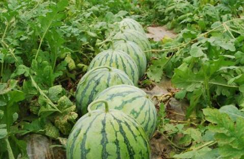 广西大瓜爆料视频大全,揭秘热点事件背后的真相  第2张